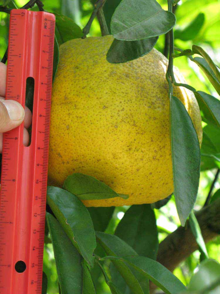                 Fruit (Winter Haven,   FL)   